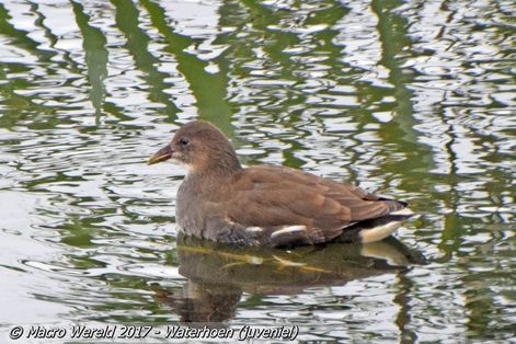 Waterhoen (juveniel)