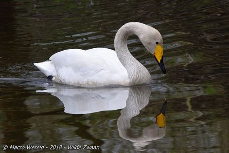 Wilde Zwaan