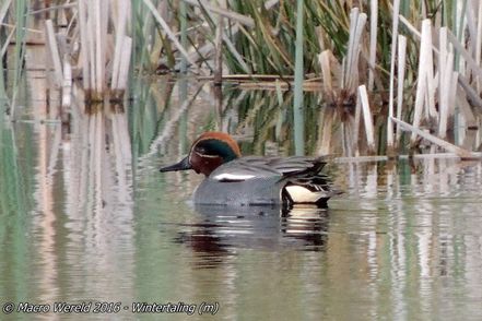 Eurasian Teal ♂