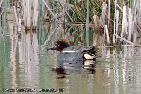 Wintertaling ♂