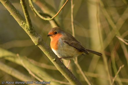 Roodborst
