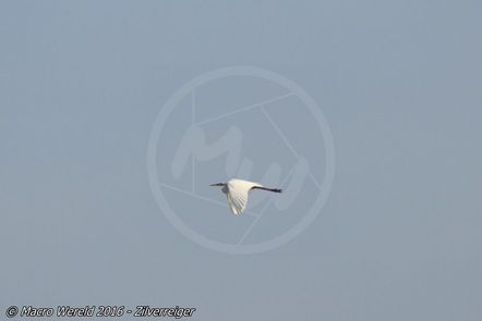 Grote zilverreiger