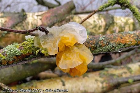 Gele trilzwam