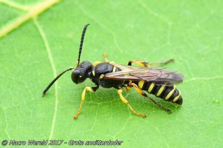 Grote snuittordoder