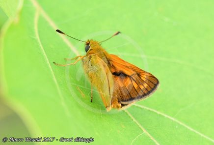 Groot dikkopje ♂
