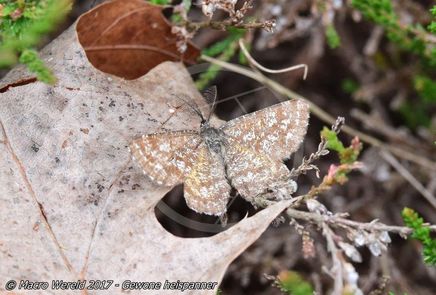 Gewone heispanner ♂