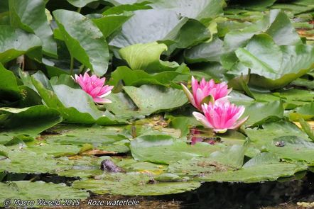 Roze waterlelie