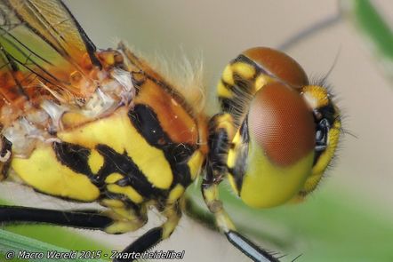 Zwarte heidelibel