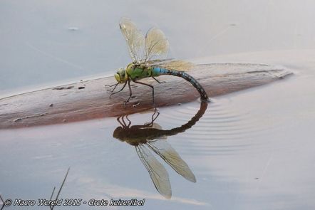 Grote keizerlibel ♀