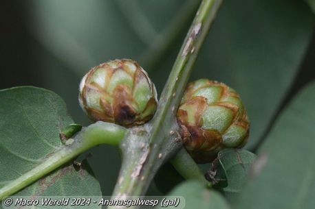 Ananasgalwesp (gal)