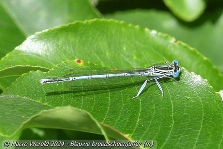 Blauwe breedscheenjuffer ♂