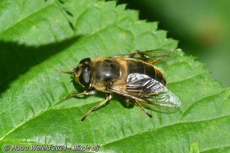 Blinde bij ♀