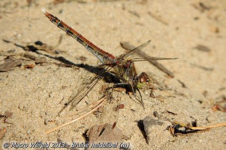 Bruinrode heidelibel ♂