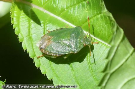 Groene schilndwants