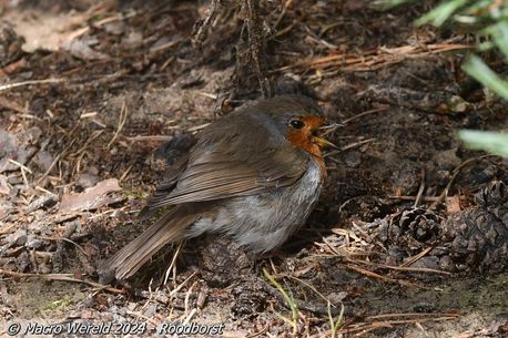 Roodborst