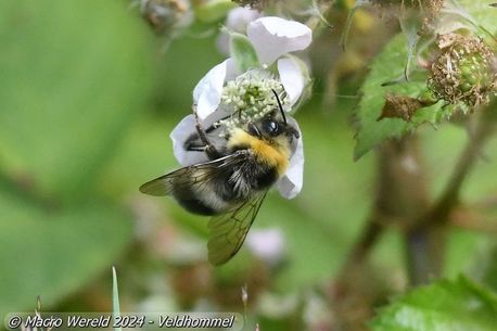 Veldhommel