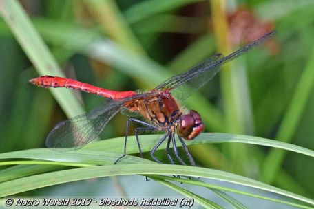 Bloedrode heidelibel ♂