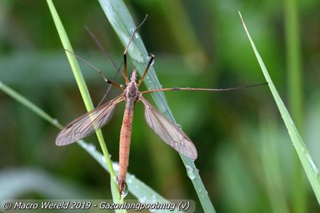 Gazonlangpootmug ♀