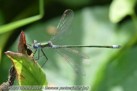 Gewone pantserjuffer ♂