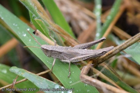 Gouden Sprinkhaan ♀