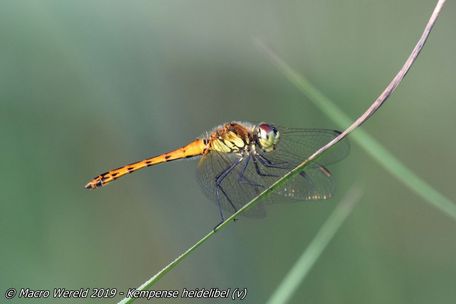 Kempense heidelibel ♀