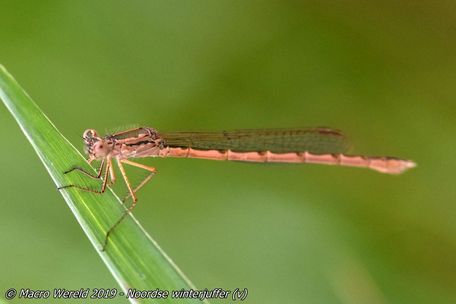 Noordse winterjuffer ♀