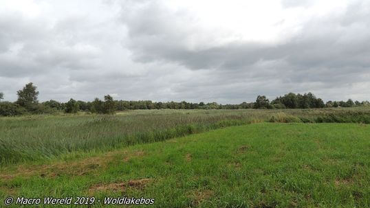 Woldlakebos.04