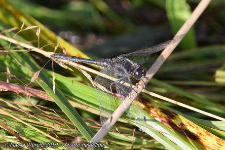 Zwarte heidelibel ♂