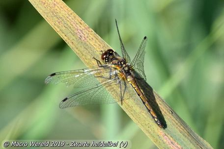 Zwarte heidelibel ♀