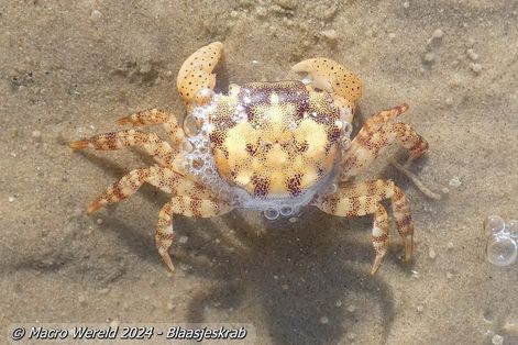 Blaasjeskrab