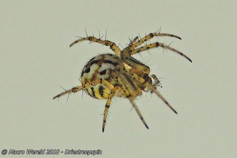 Driestreepspin