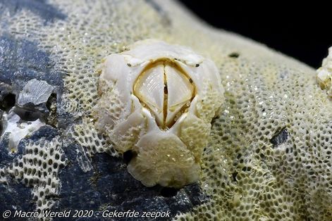 Gekerfde zeepok