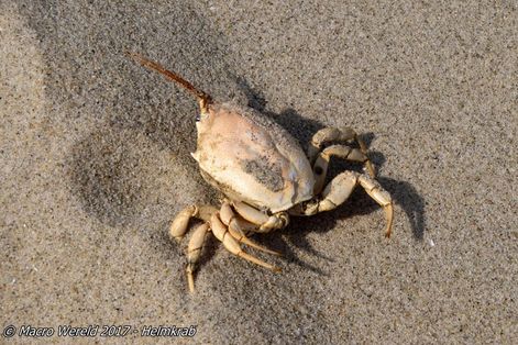 Helmkrab