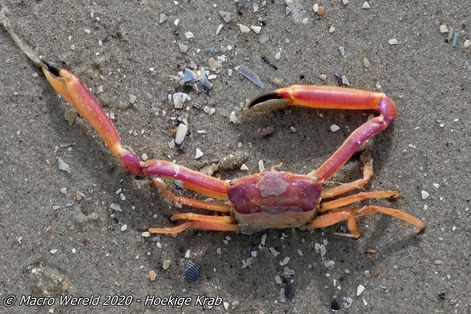 Hoekige Krab