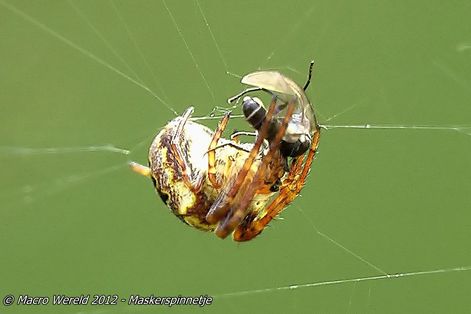 Maskerspinnetje