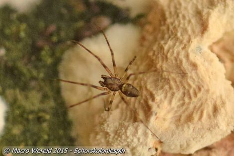 Schorskoloniespin