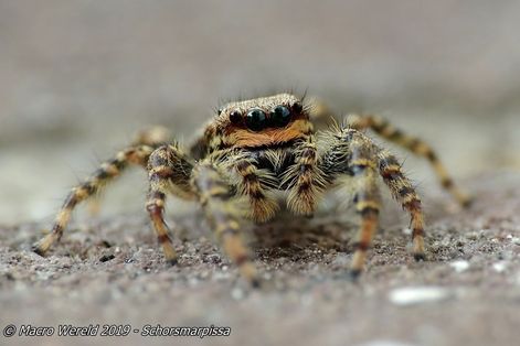 Schorsmarpissa