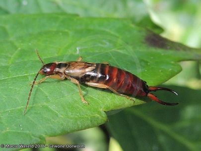Gewone oorworm