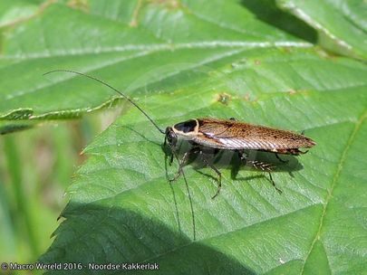 Dusky Cockroach