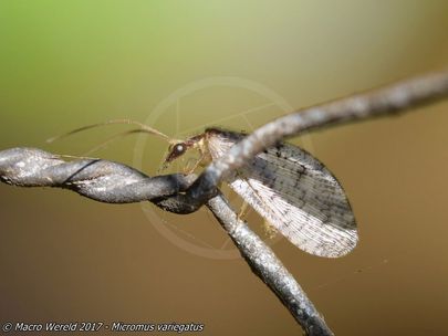 Brown Lacewing spec.