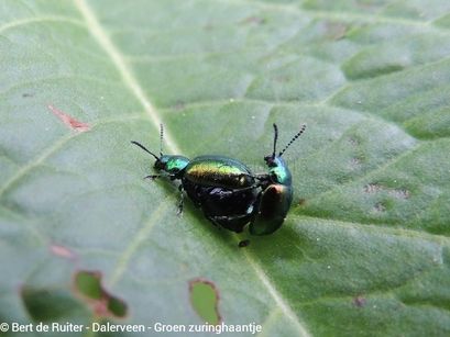 Groen zuringhaantje
