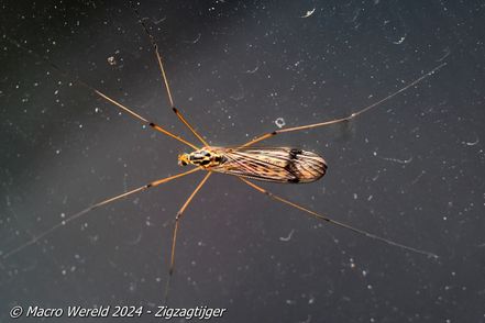 Zigzagtijger