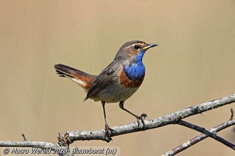 Blauwborst ♂