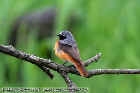 Gekraagde roodstaart ♂