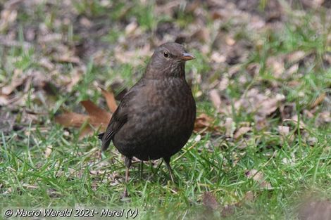 Merel ♀