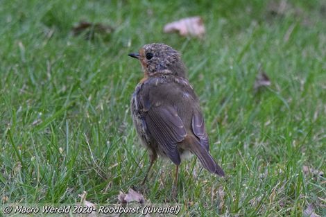 Roodborst (juveniel)