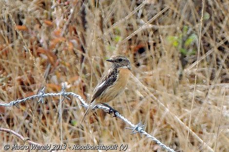 Roodborsttapuit ♀