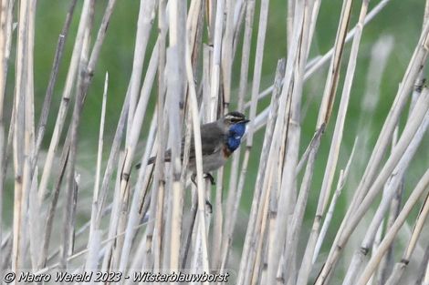 Witsterblauwborst ♂