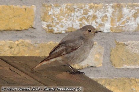 Zwarte Roodstaart ♀