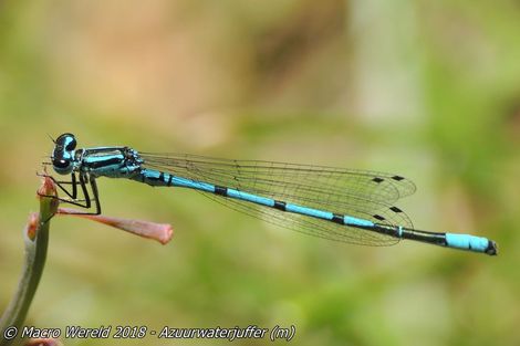 Azuurwaterjuffer ♂